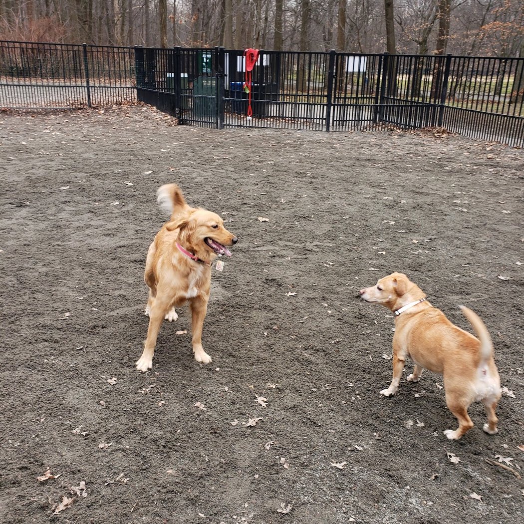 Van Saun Park Dog Run 1